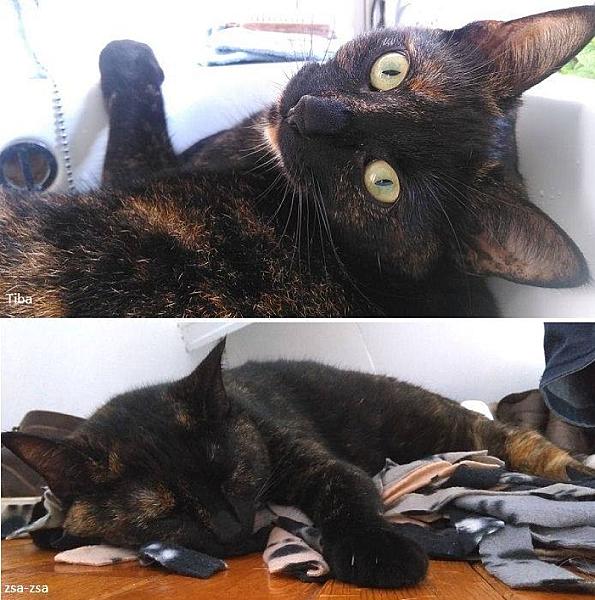 Kattenpraat