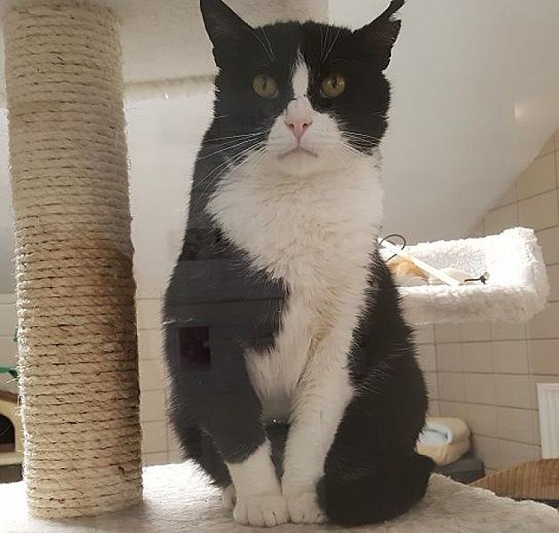 Kattenpraat