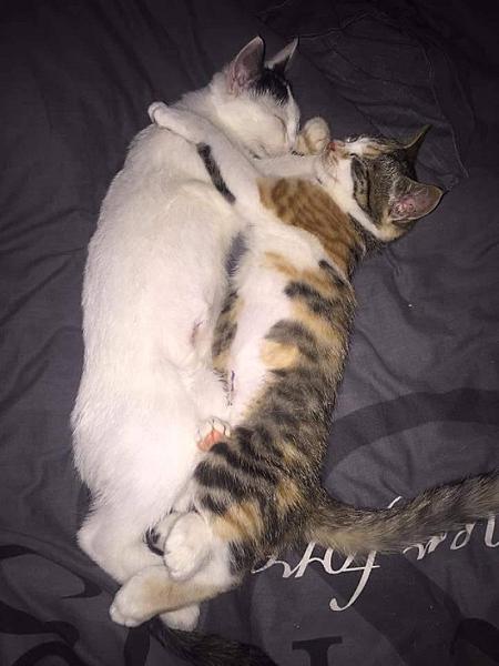 Kattenpraat