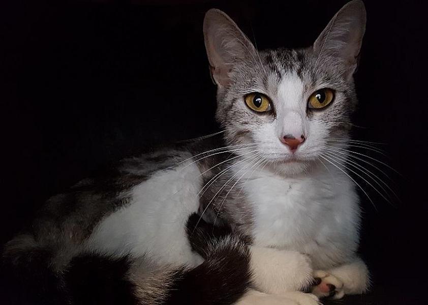 Kattenpraat