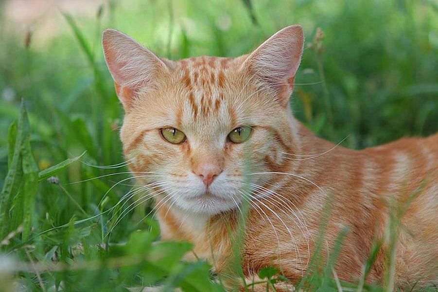 Kattenpraat