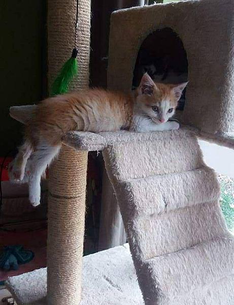 Kattenpraat