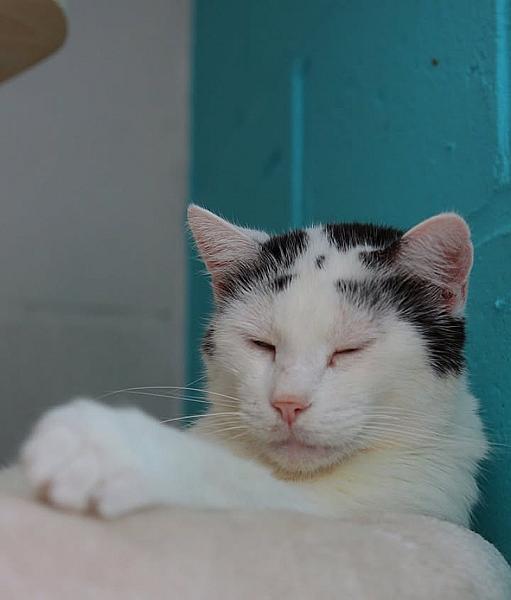 Kattenpraat
