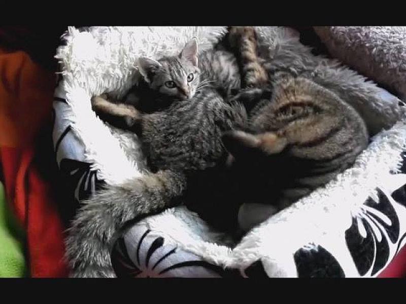Kattenpraat