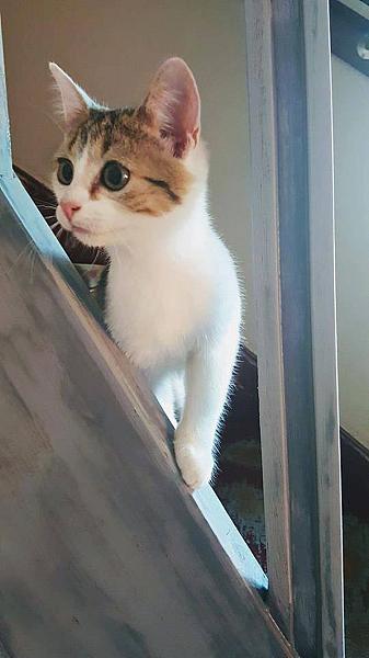 Kattenpraat
