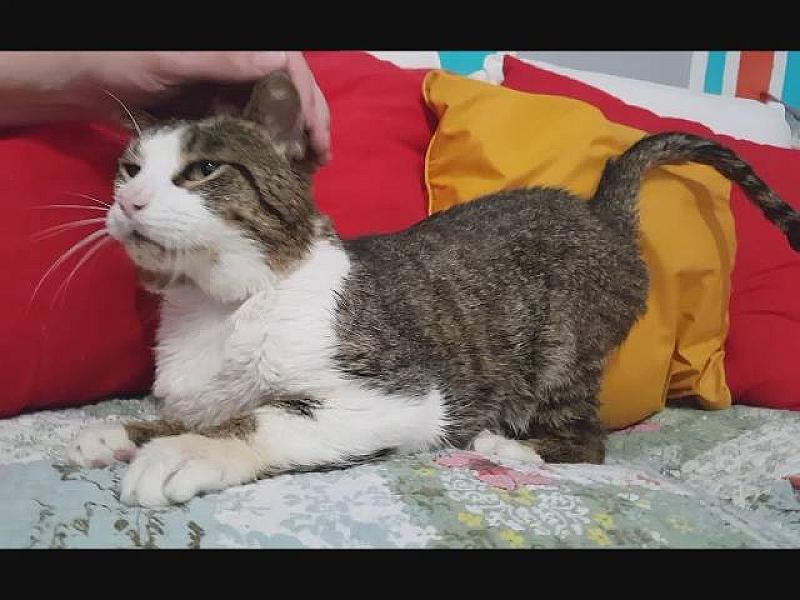 Kattenpraat