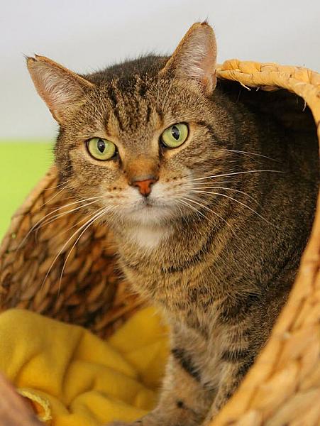 Kattenpraat