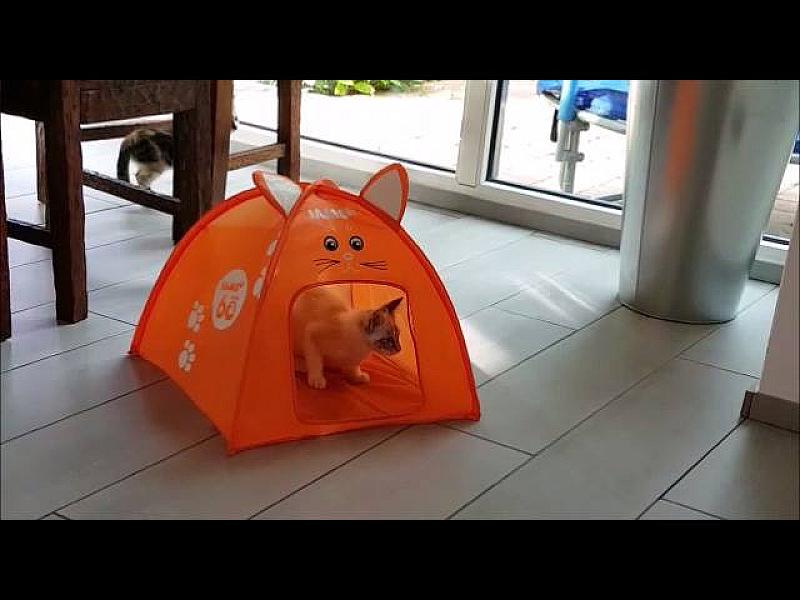 Kattenpraat
