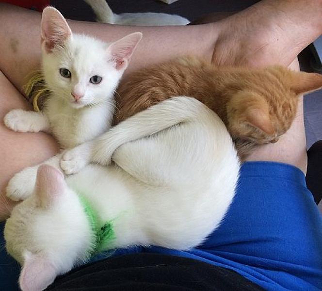 Kattenpraat