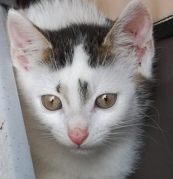 Kattenpraat