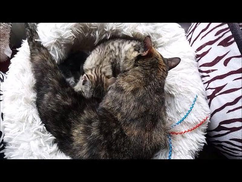 Kattenpraat