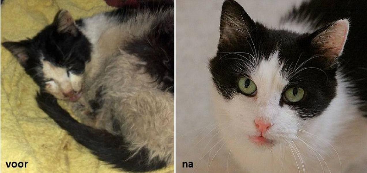 Kattenpraat