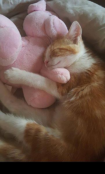 Kattenpraat