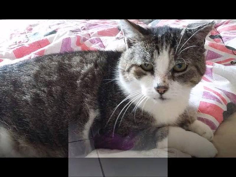 Kattenpraat