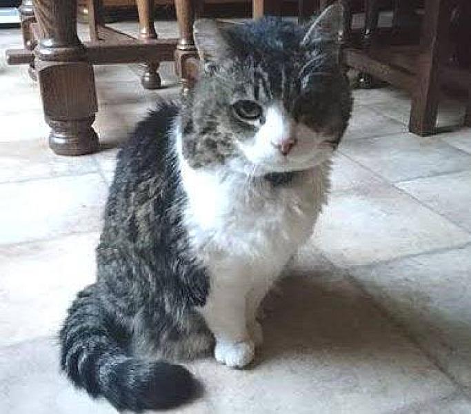 Kattenpraat