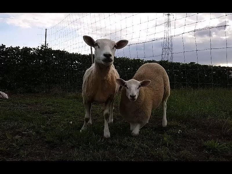 Kattenpraat