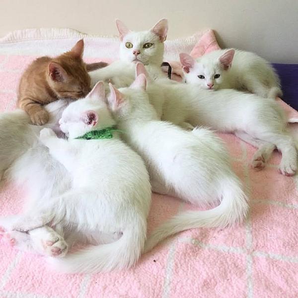 Kattenpraat