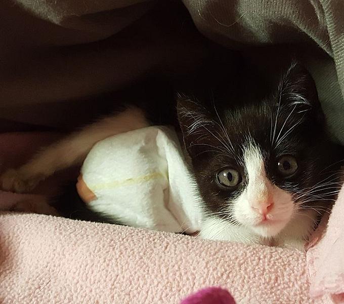 Kattenpraat
