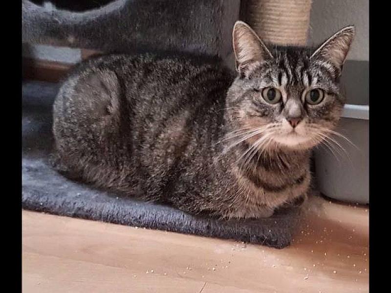 Kattenpraat