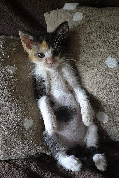 Kattenpraat