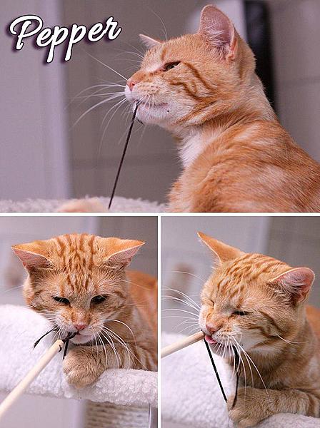 Kattenpraat