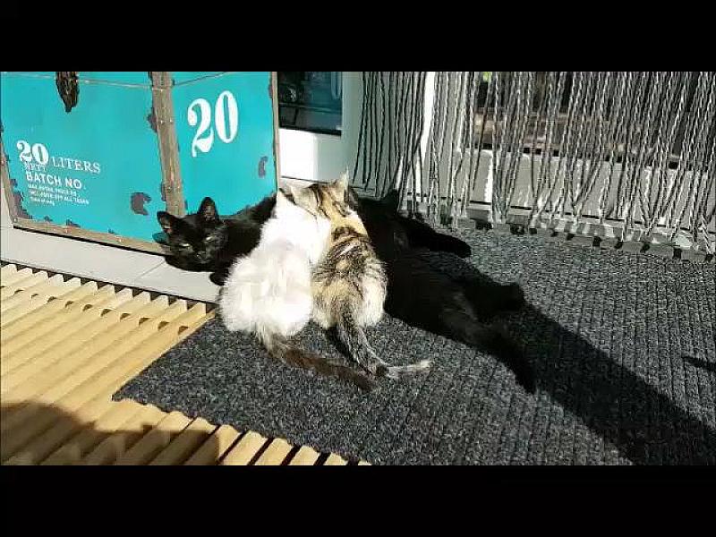 Kattenpraat