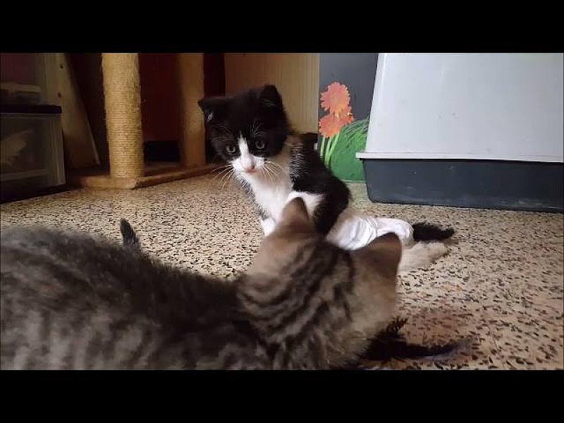 Kattenpraat