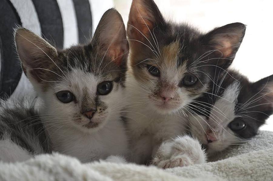 Kattenpraat