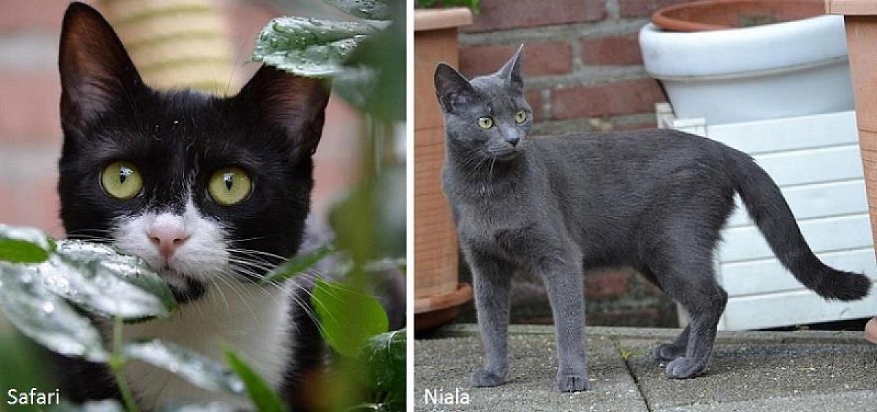 Kattenpraat