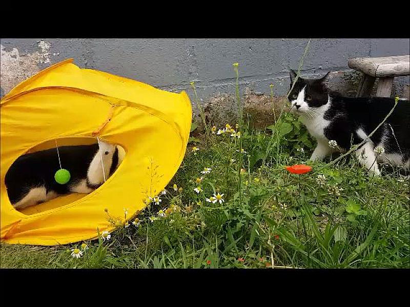 Kattenpraat
