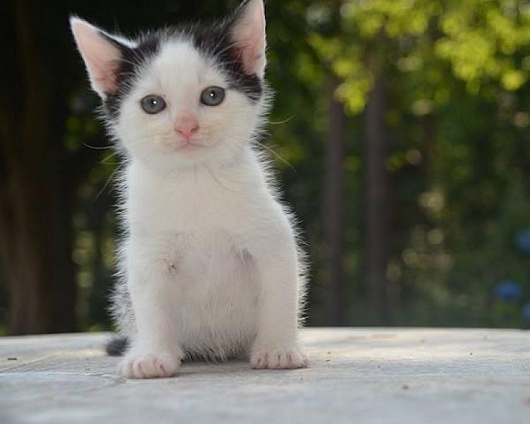 Kattenpraat