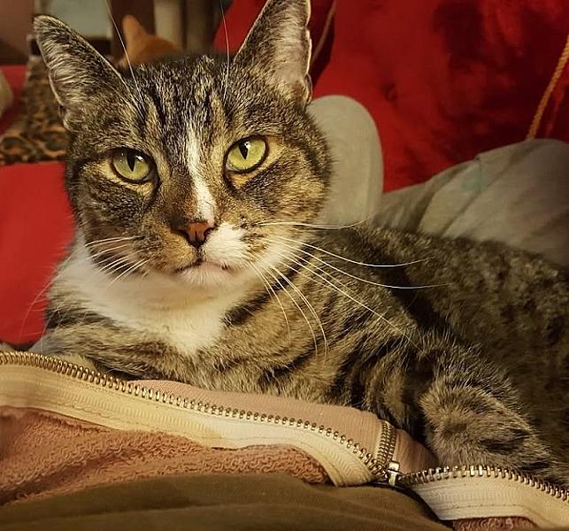 Kattenpraat