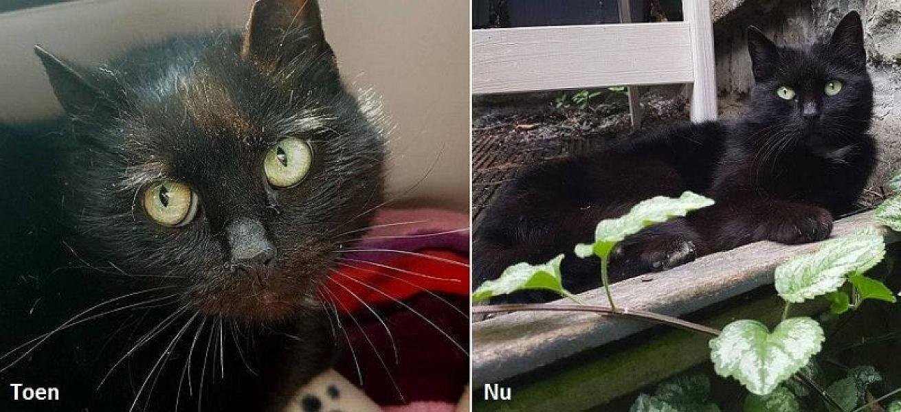 Kattenpraat