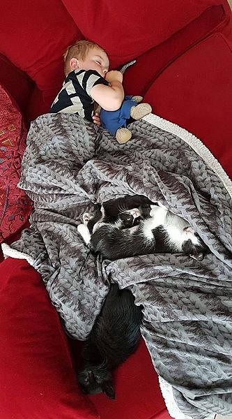 Kattenpraat