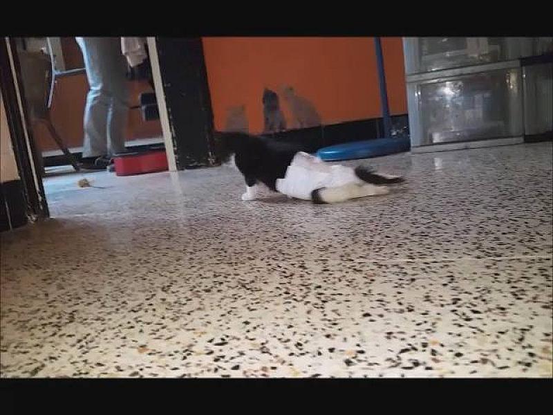 Kattenpraat
