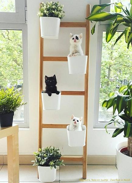Kattenpraat