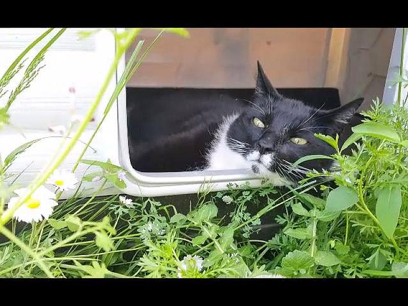 Kattenpraat