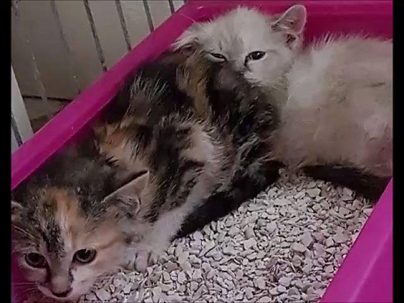 Kattenpraat