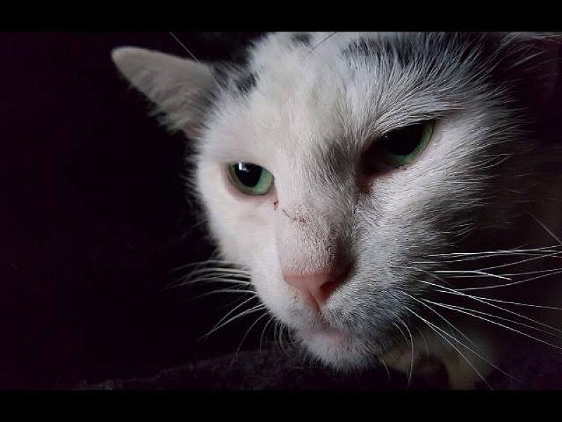 Kattenpraat