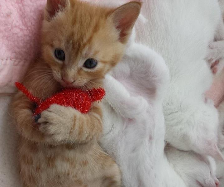 Kattenpraat