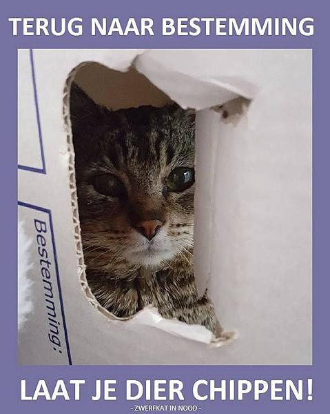 Kattenpraat