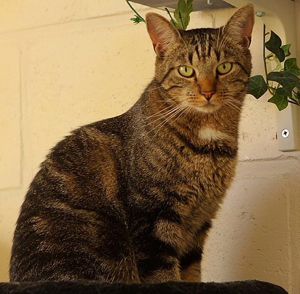 Kattenpraat