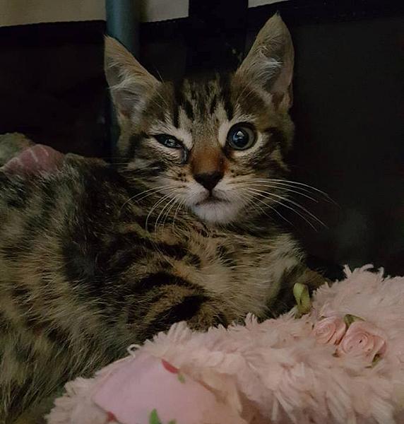 Kattenpraat