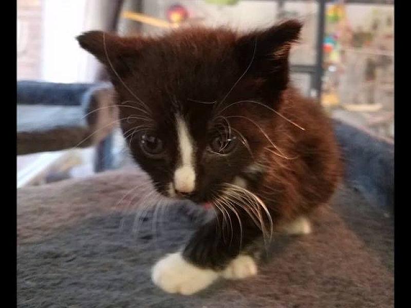 Kattenpraat