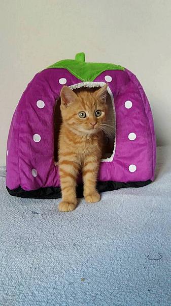 Kattenpraat