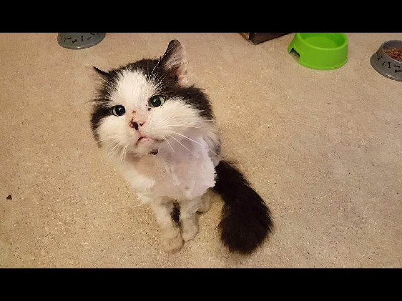 Kattenpraat