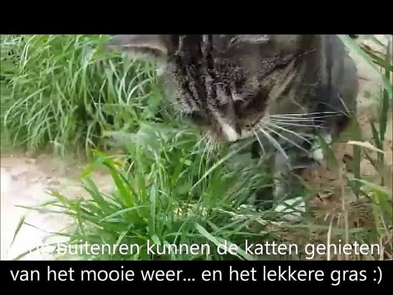 Kattenpraat