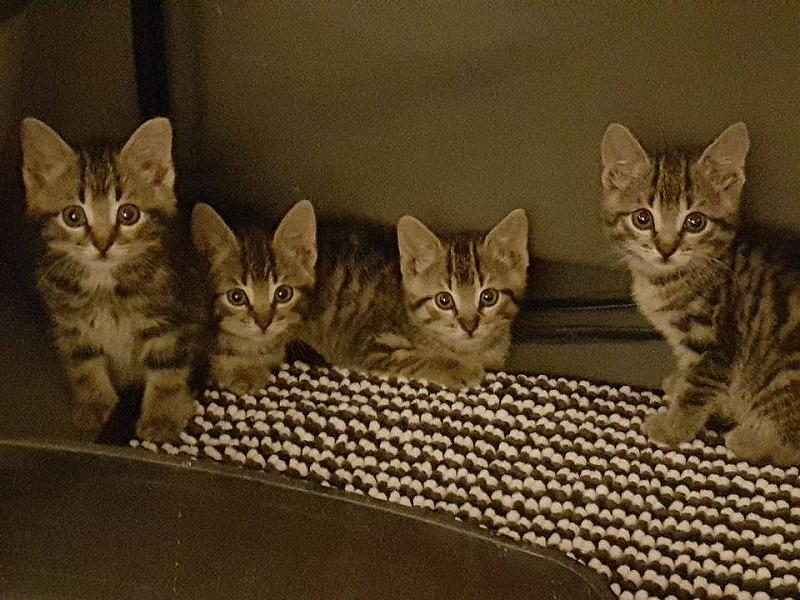 Kattenpraat