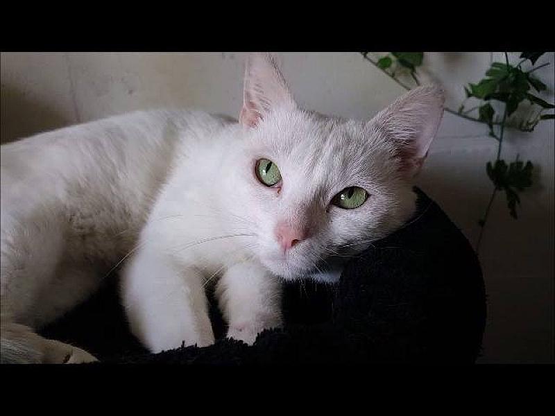 Kattenpraat