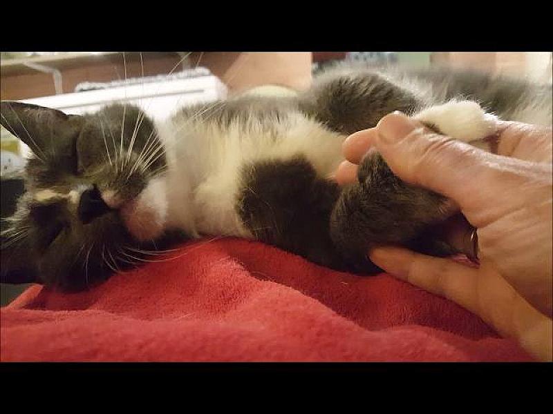 Kattenpraat